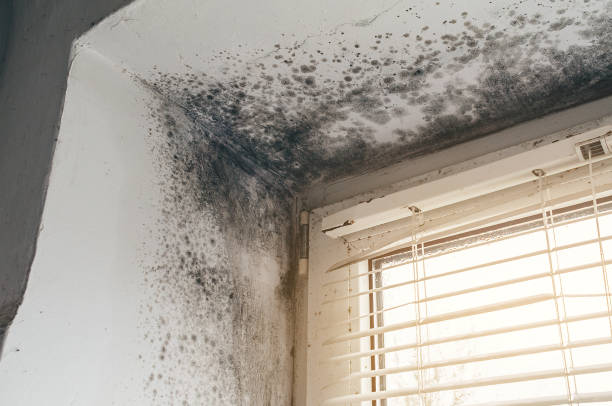Trusted Black Mold Removal service in Arlington, WA - Cheap Mold Removal